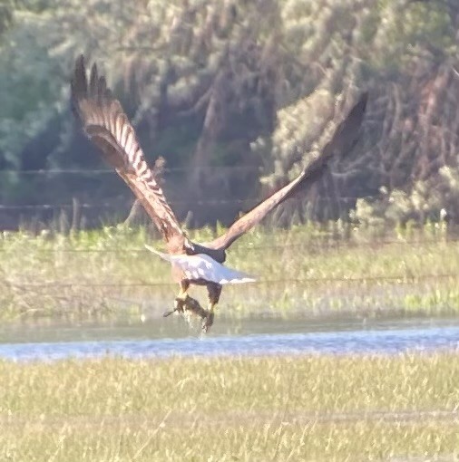 Bald Eagle - ML618965937