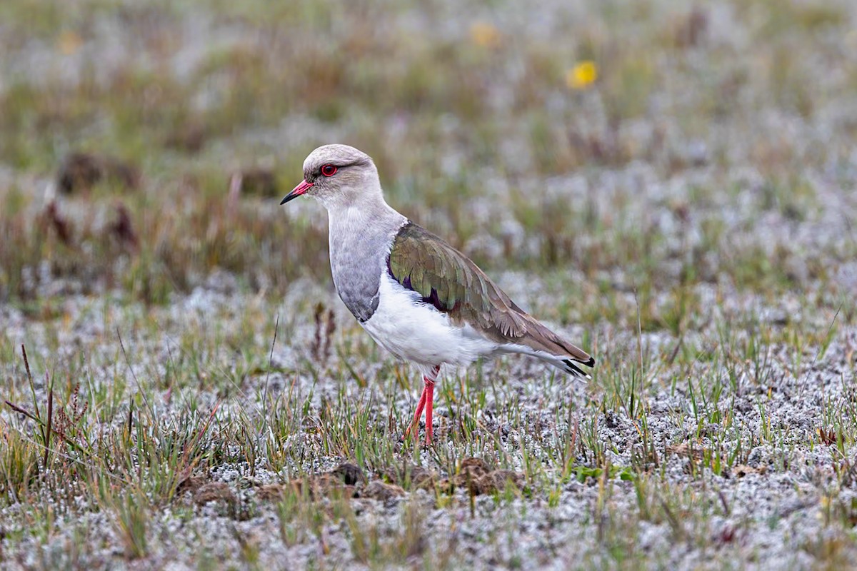 Andean Lapwing - Xavier Munoz