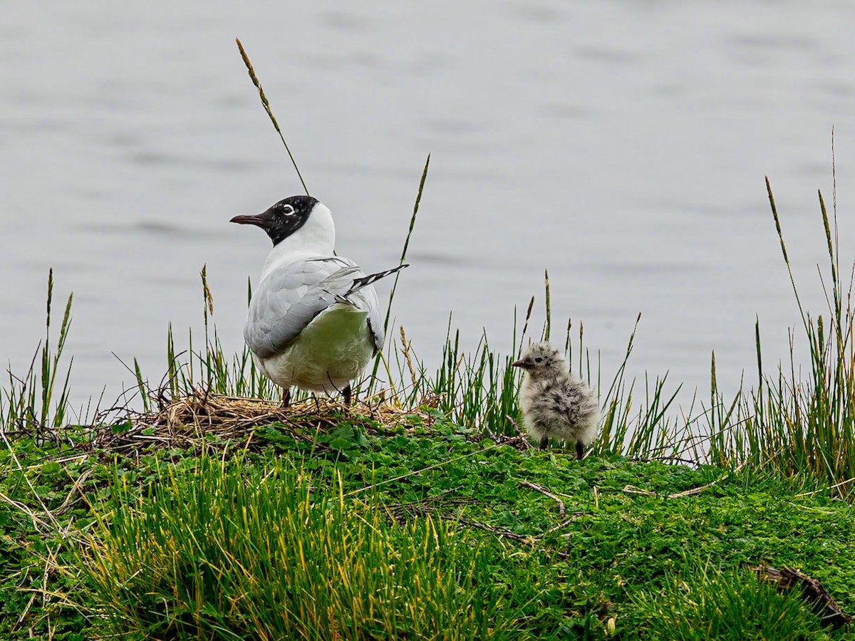 Andean Gull - ML618965956