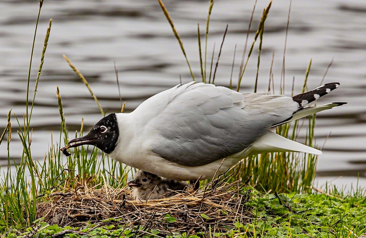 Andean Gull - ML618965957