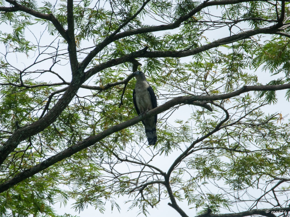 Gray-headed Kite - MARIO DELGADO