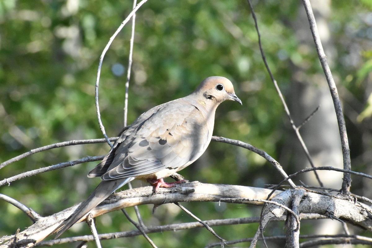 Mourning Dove - Alec Andrus