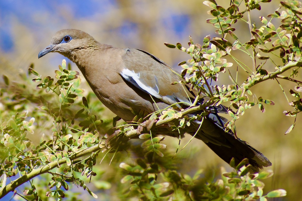 West Peruvian Dove - Eduardo Sanhueza Mendez