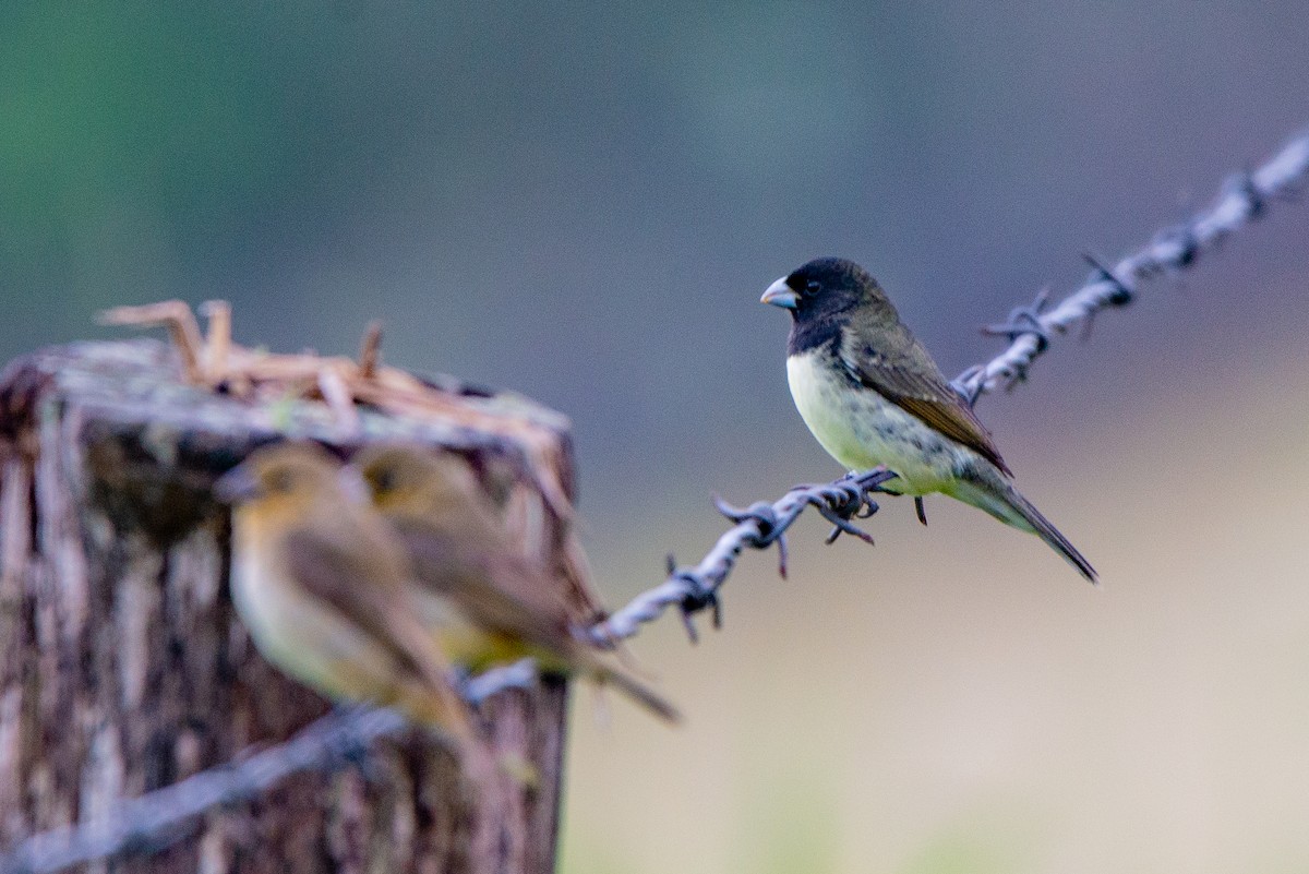 Yellow-bellied Seedeater - Fundación Ecoturística Recetor Vive un Paraíso