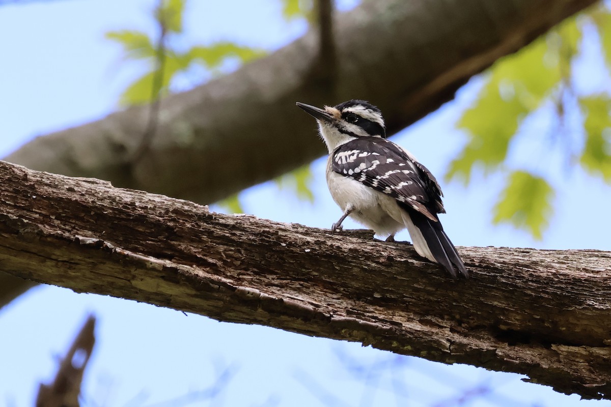 Hairy Woodpecker - ML618966002