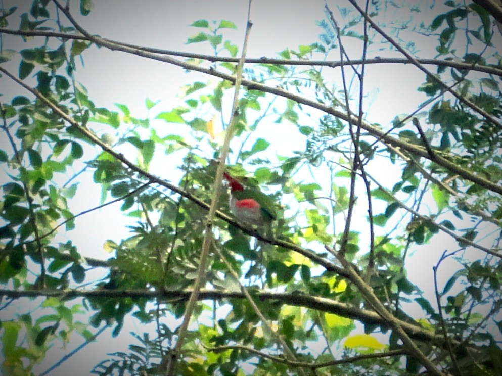 Cuban Tody - Yoan Hernández Blaya