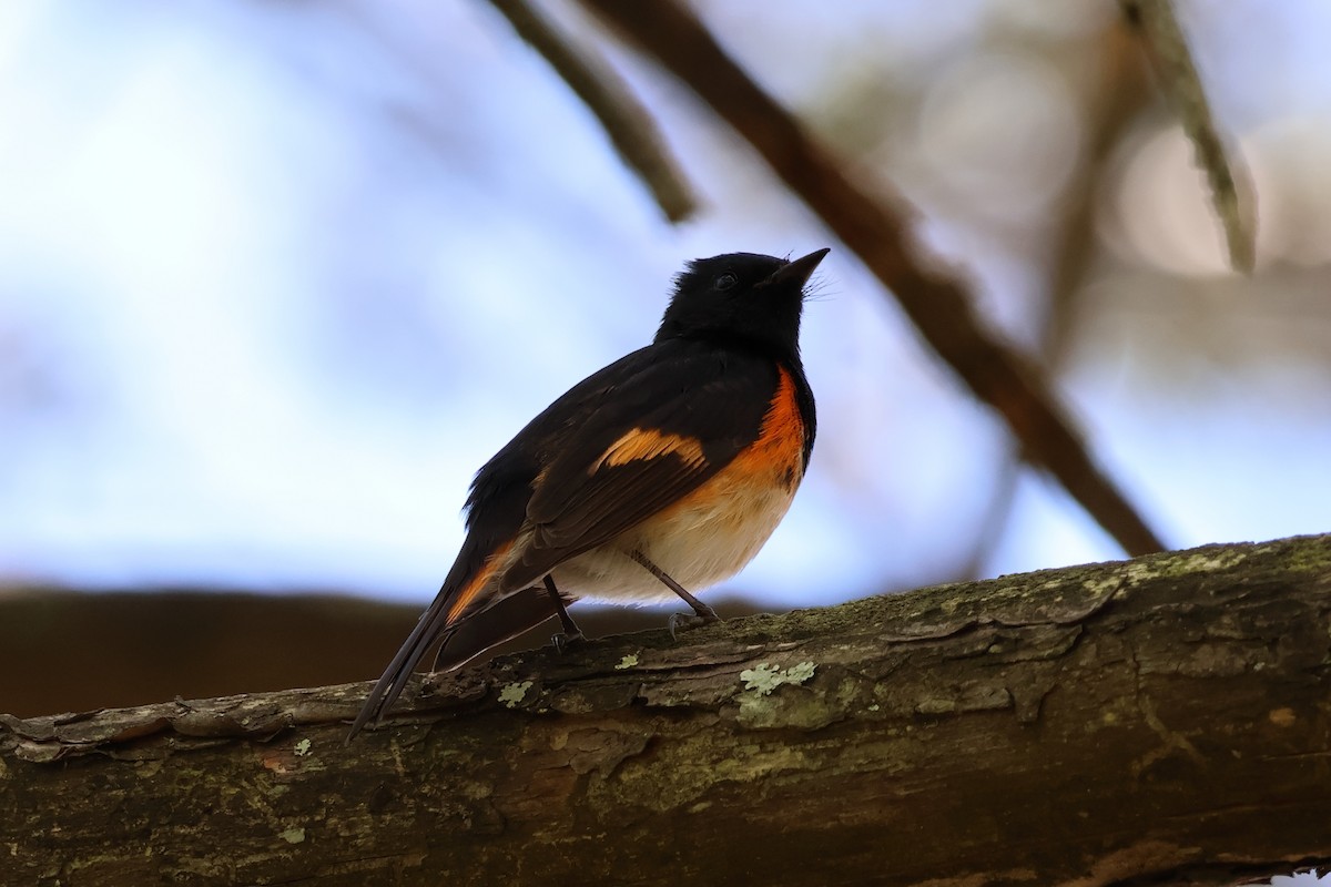 American Redstart - ML618966042