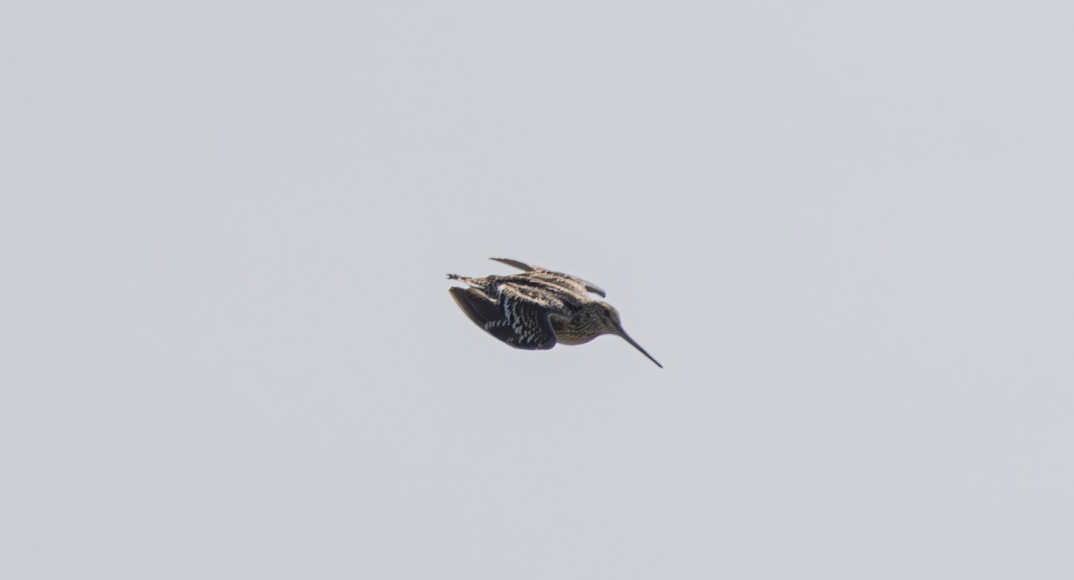 Great Snipe - Alper YILMAZ