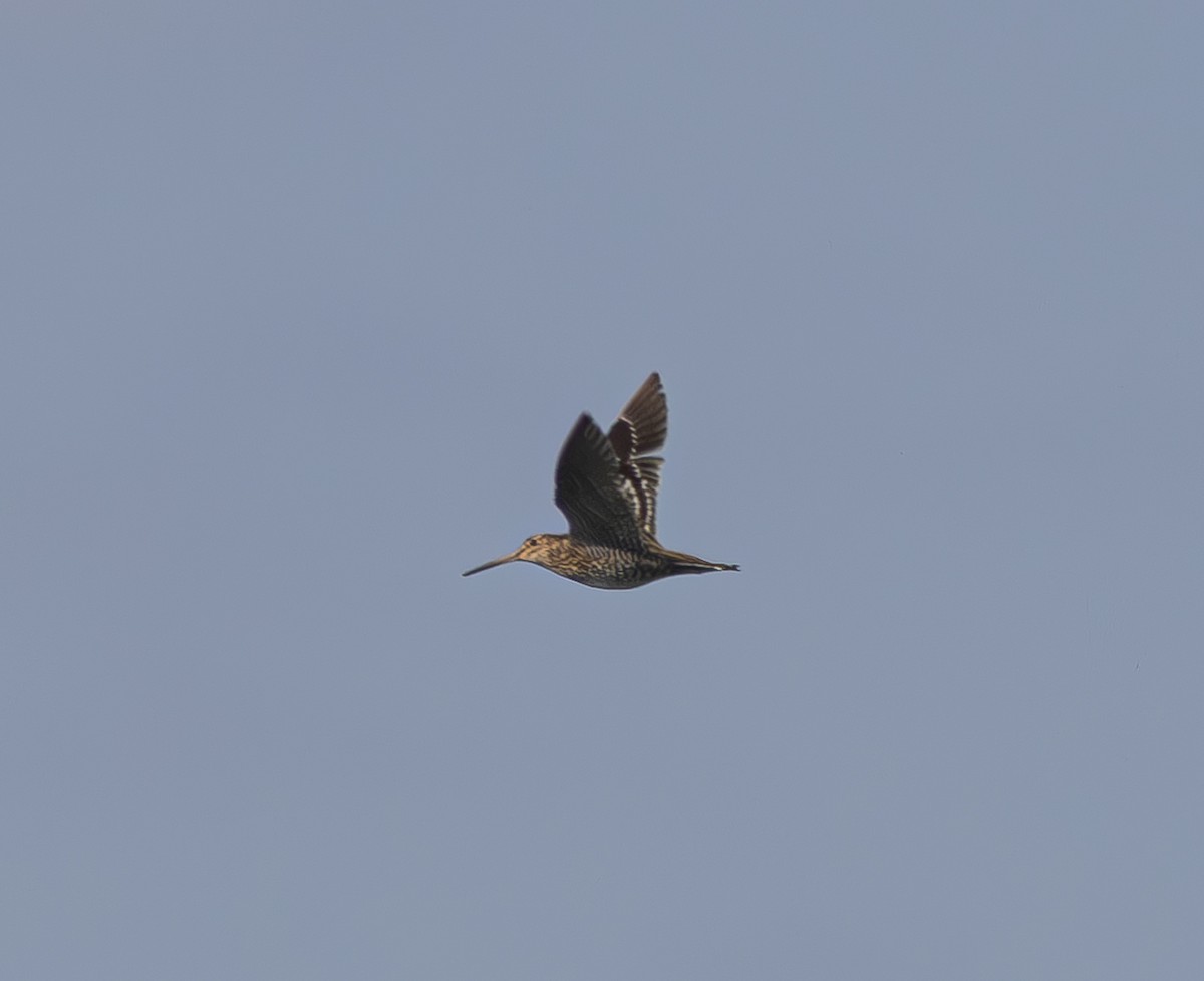 Great Snipe - ML618966070