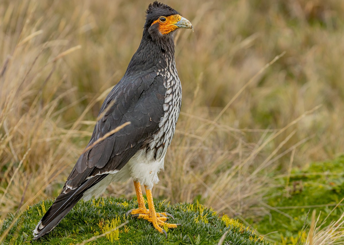 Carunculated Caracara - ML618966112