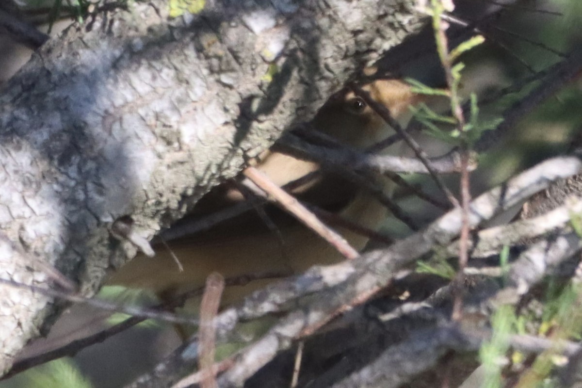 Marsh/Common Reed Warbler - ML618966129