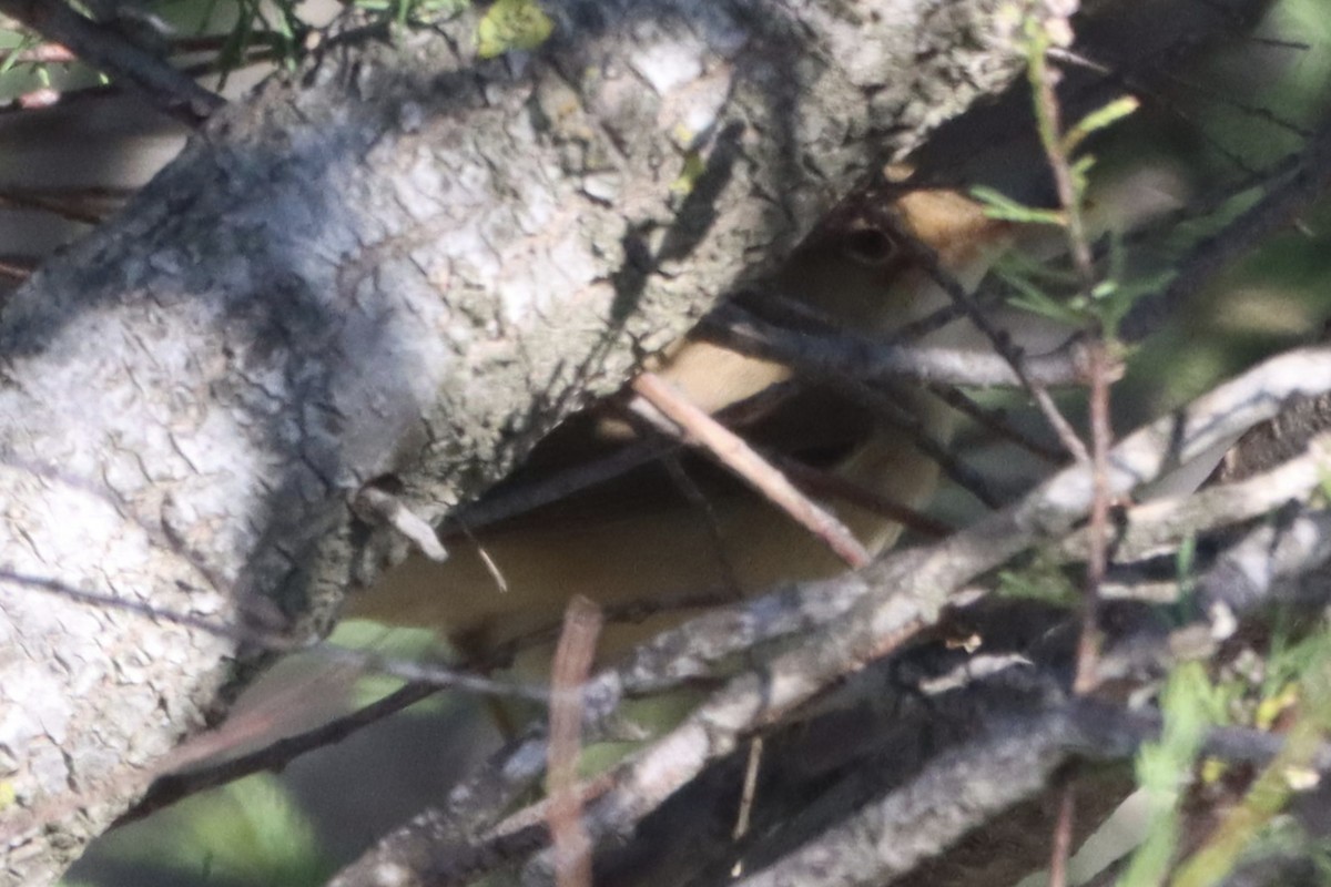 Marsh/Common Reed Warbler - ML618966130