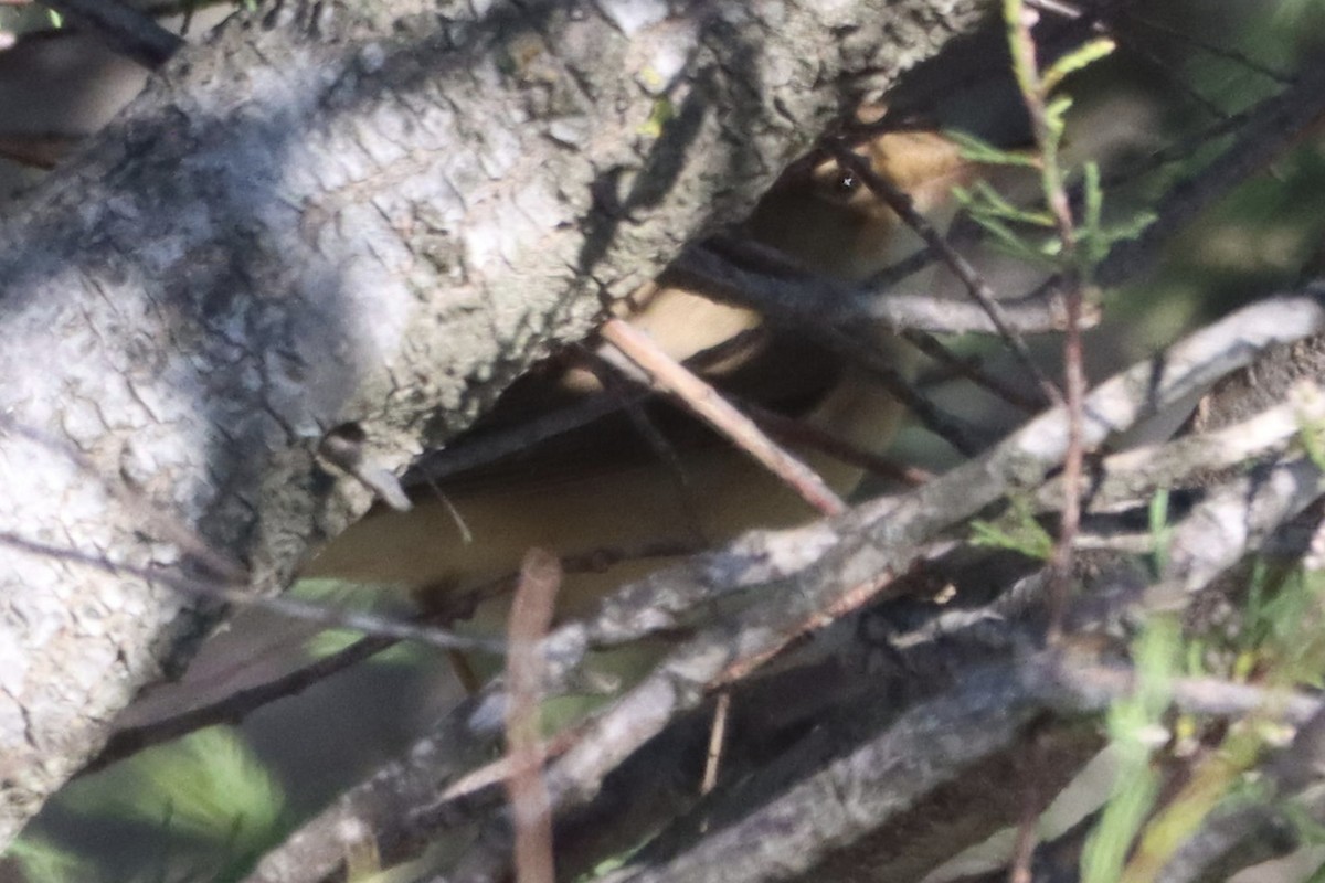 Marsh/Common Reed Warbler - ML618966131