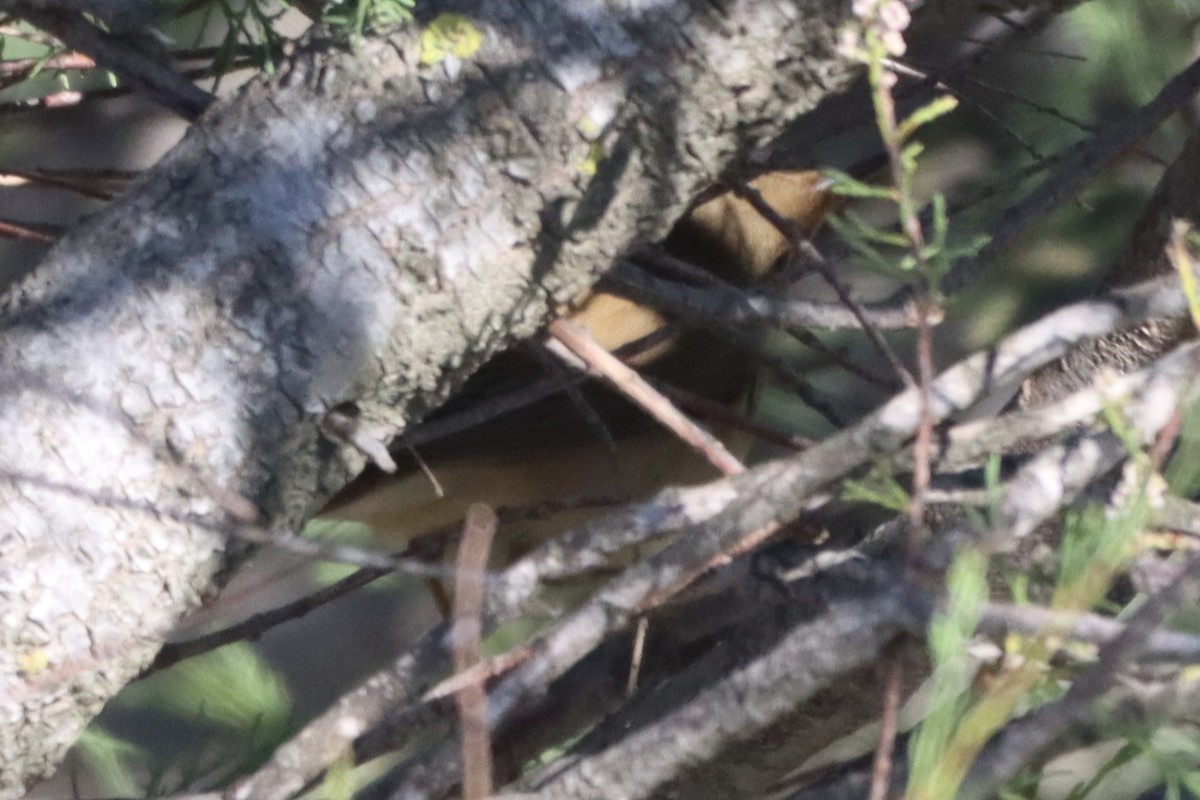 Marsh/Common Reed Warbler - ML618966133