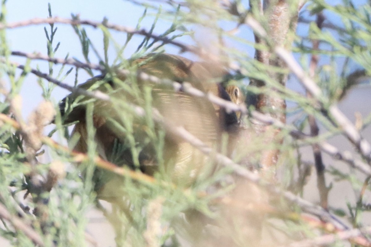 Marsh/Common Reed Warbler - ML618966138