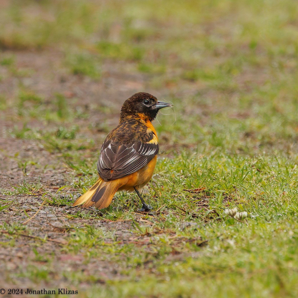 Oriole de Baltimore - ML618966155