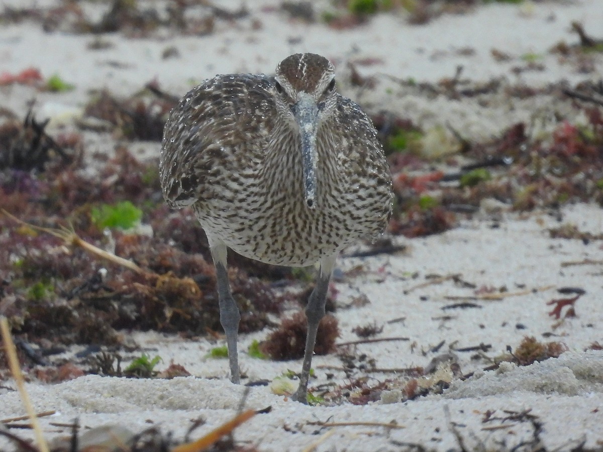 Whimbrel - ML618966178