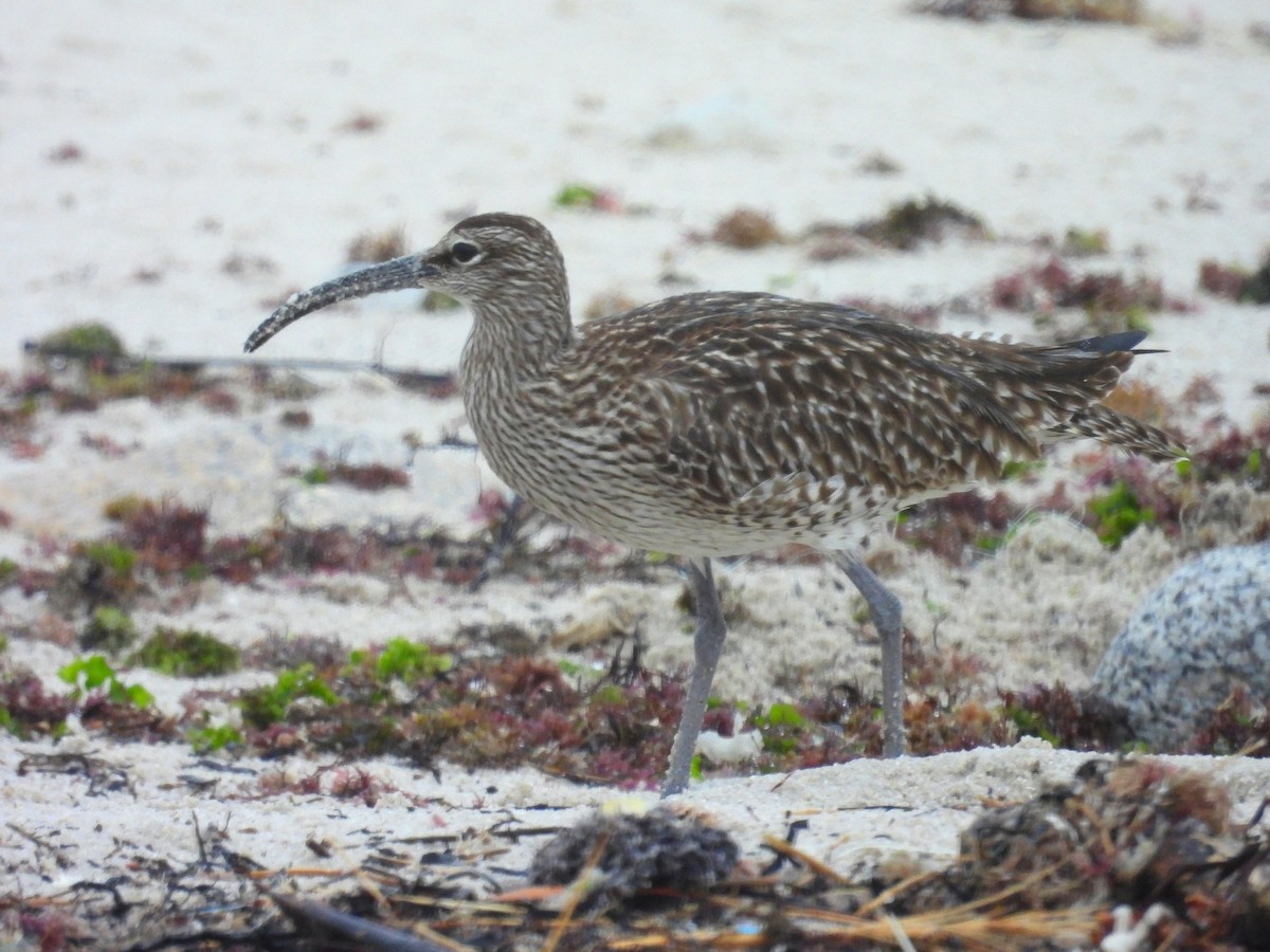 Whimbrel - ML618966179