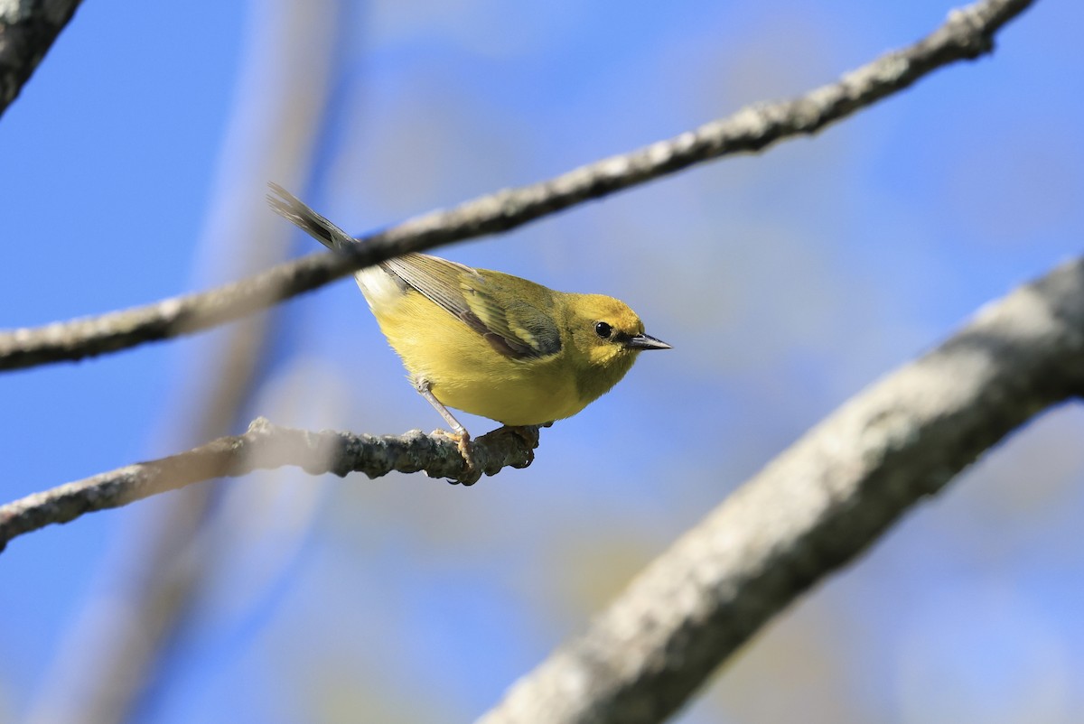 gullvingeparula x blåvingeparula (F2 backcross) - ML618966191