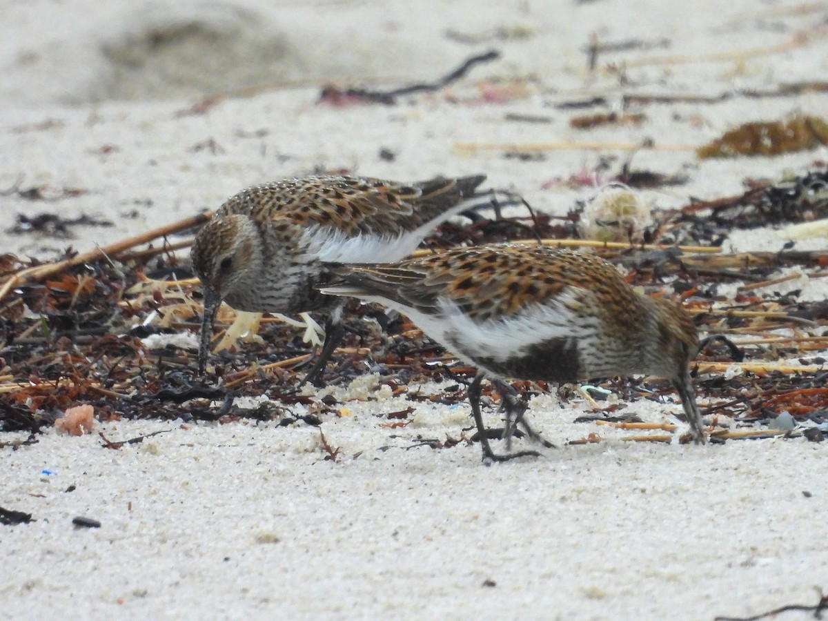 Dunlin - ML618966193