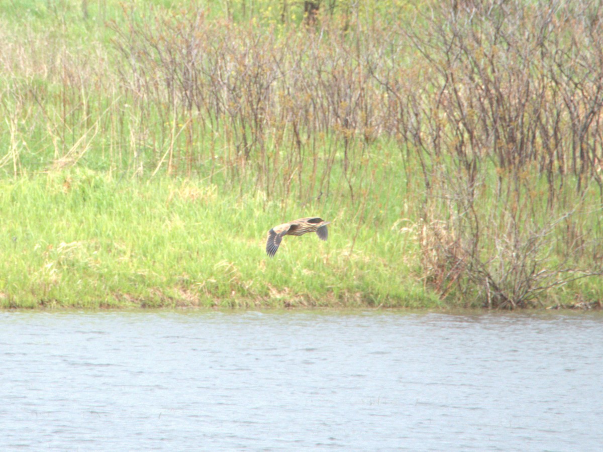 American Bittern - ML618966196