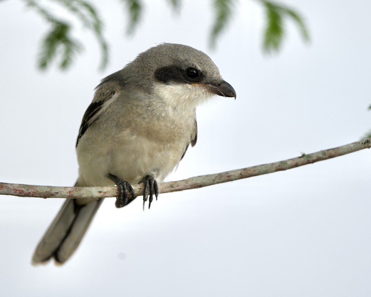 Loggerhead Shrike - Gloria Markiewicz