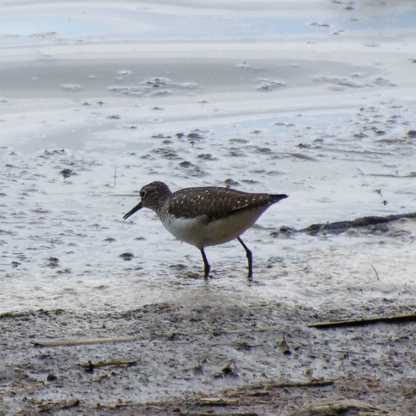 Solitary Sandpiper - ML618966217