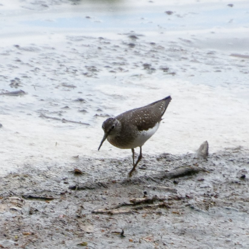 Solitary Sandpiper - ML618966218