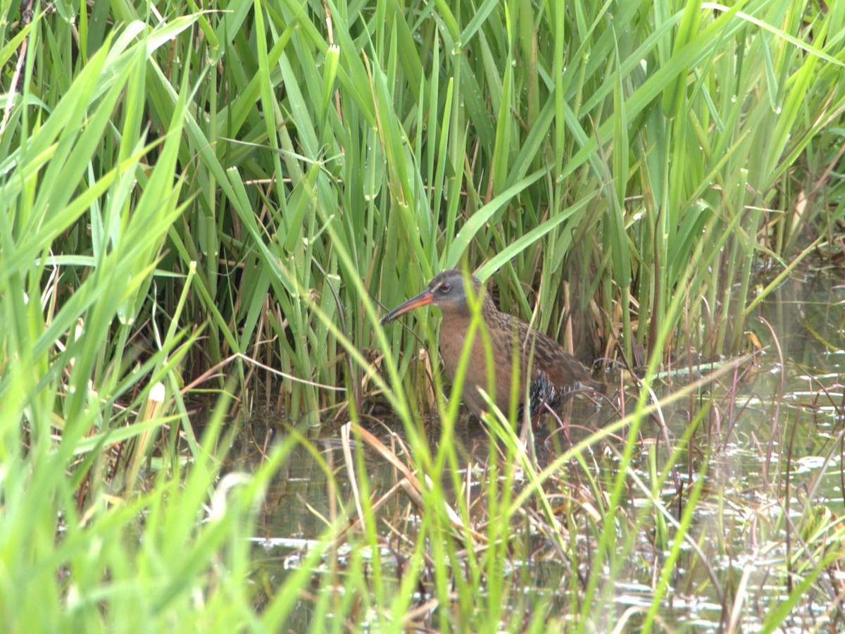 Virginia Rail - ML618966228