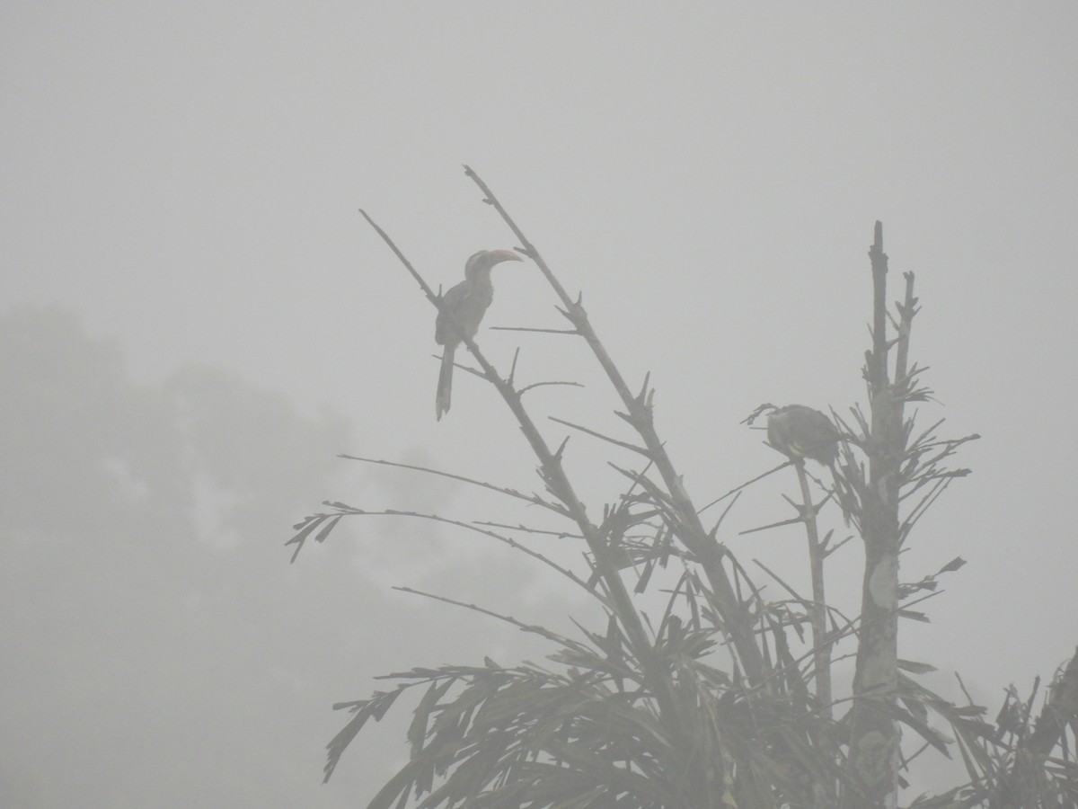 Malabar Gray Hornbill - Ramesh Desai