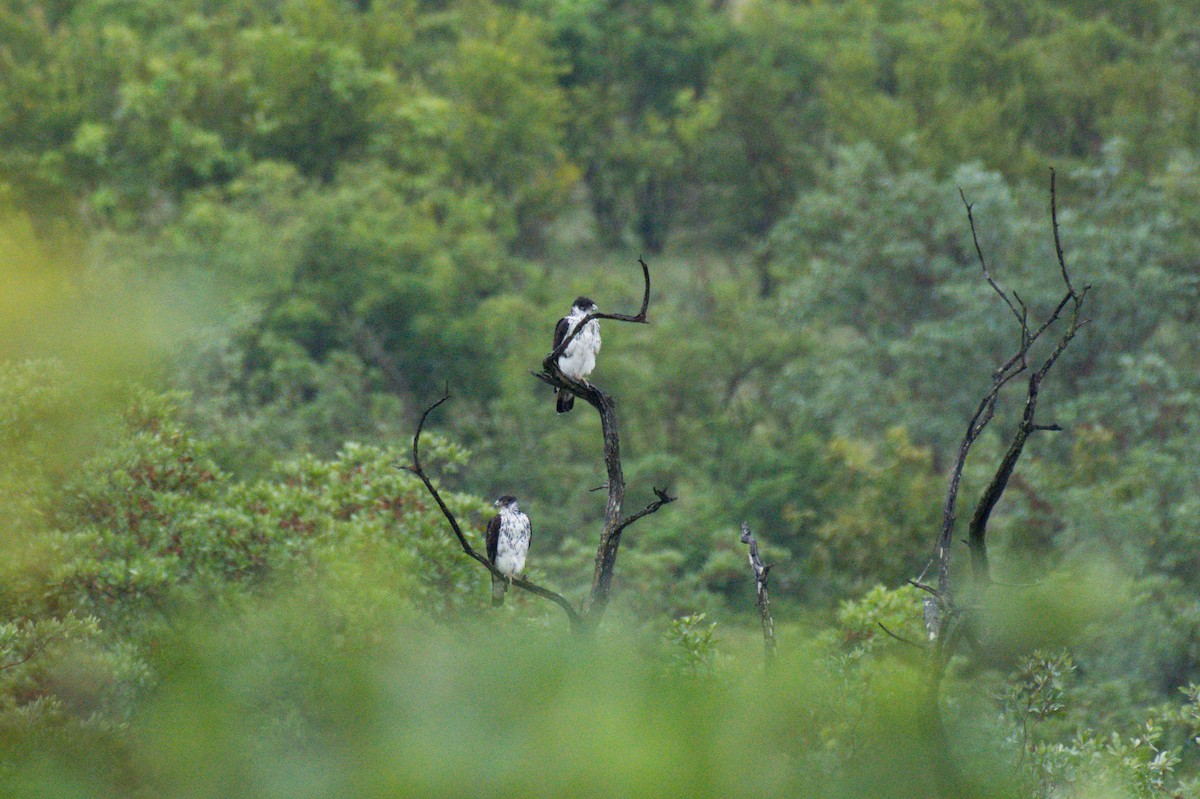 African Hawk-Eagle - Nico Visser