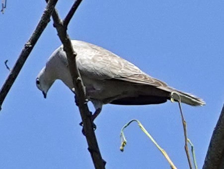 Eurasian Collared-Dove - Porfi Correa
