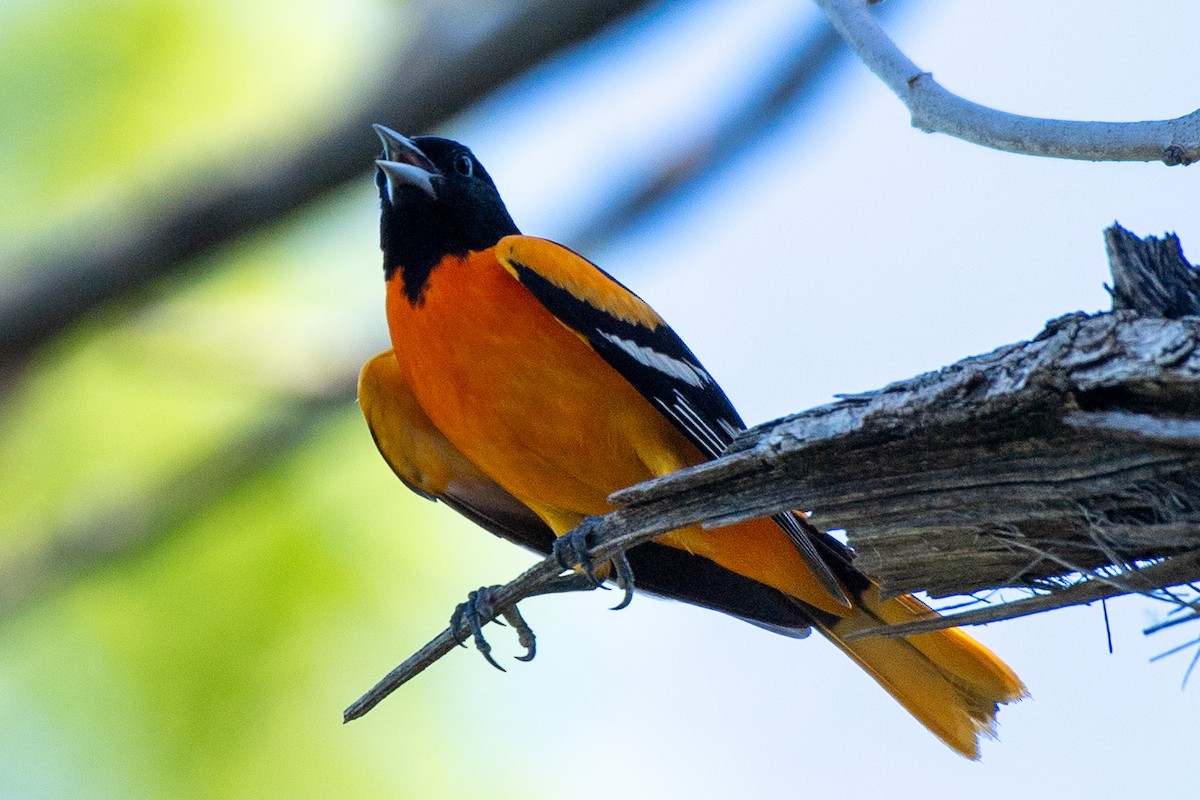 Baltimore Oriole - Bill Tollefson