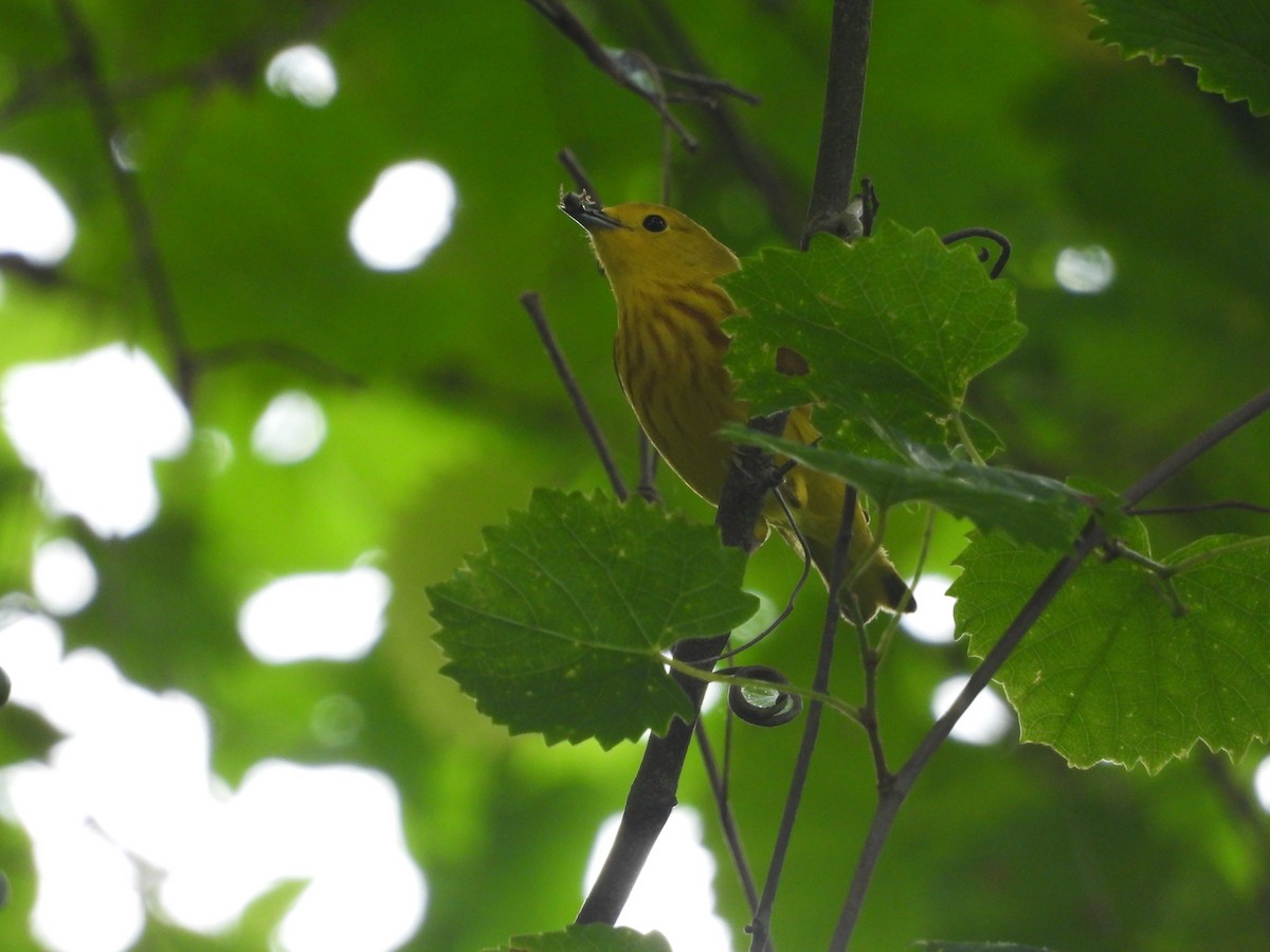 Yellow Warbler - P Chappell