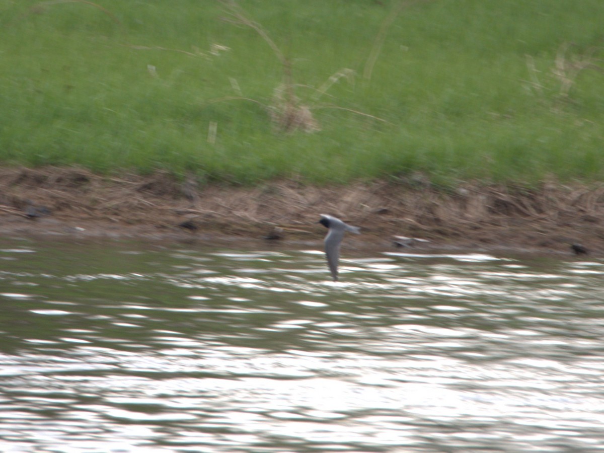 Black Tern - ML618966302