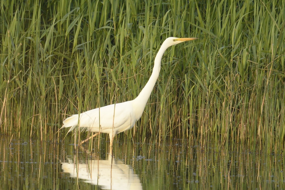 Great Egret - ML618966324