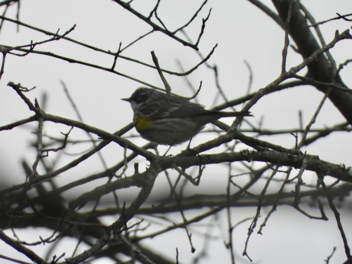 Yellow-rumped Warbler - P Chappell