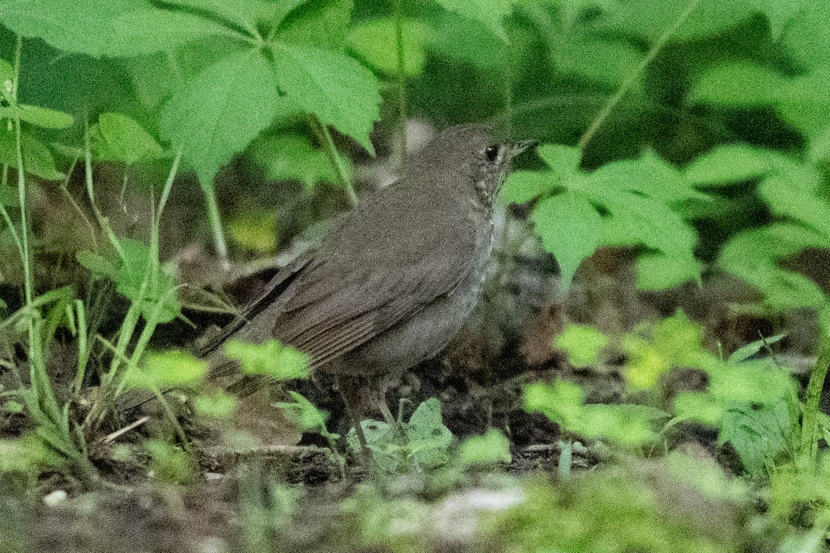 Gray-cheeked Thrush - ML618966344