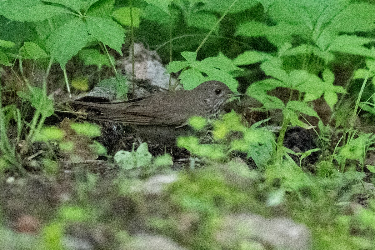 Gray-cheeked Thrush - ML618966345