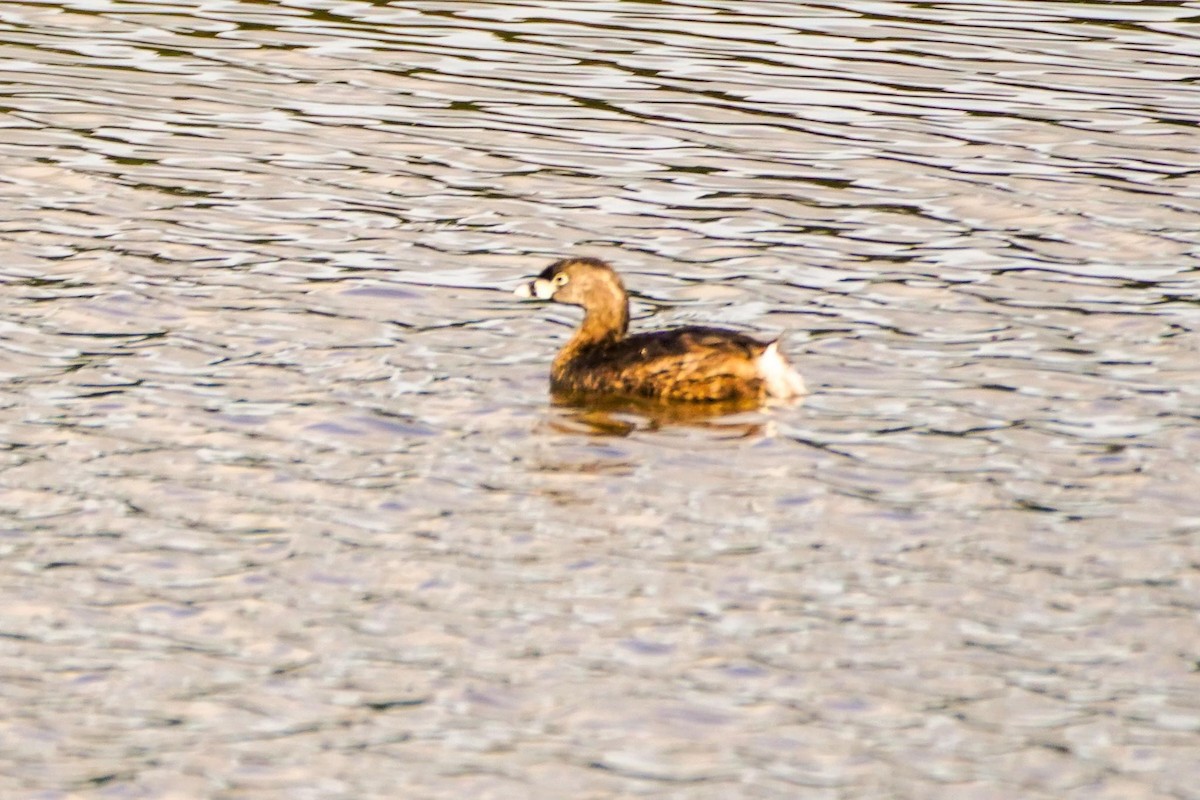 Pied-billed Grebe - ML618966348