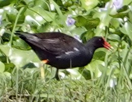 Common Gallinule - Porfi Correa