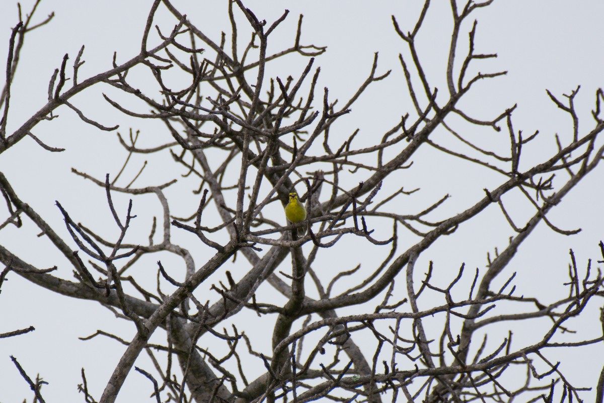 Yellow-fronted Canary - Nico Visser