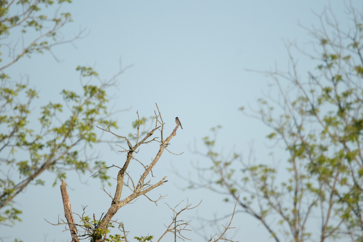 Olive-sided Flycatcher - Jack Sullivan