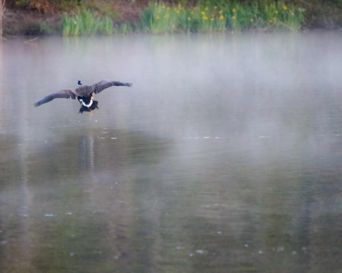 Canada Goose - ML618966367