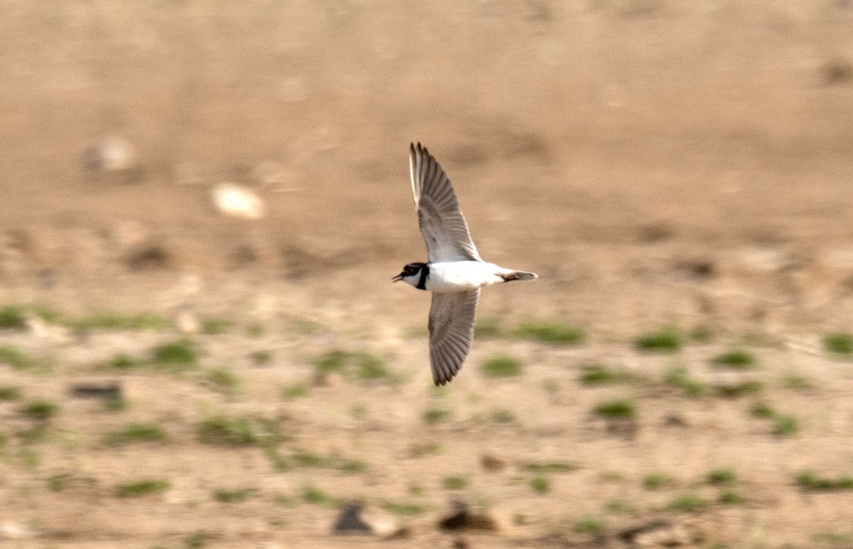 Little Ringed Plover - ML618966370