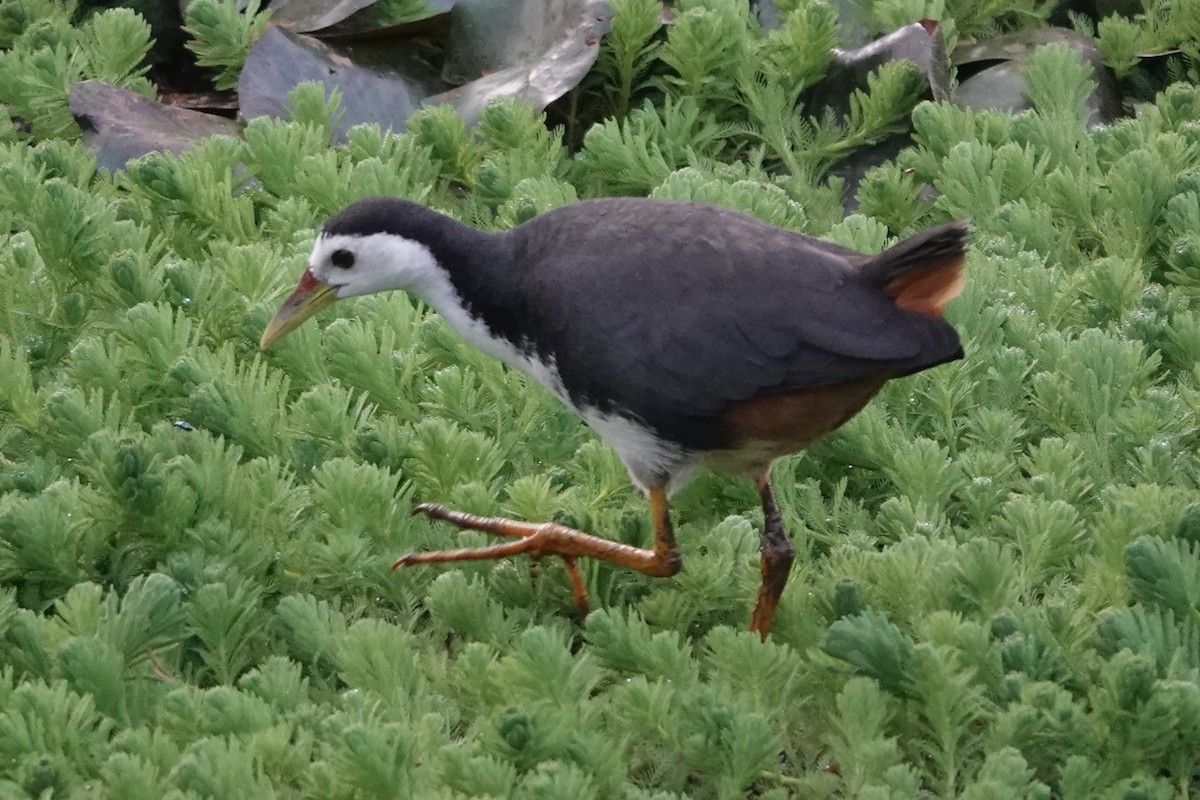 White-breasted Waterhen - ML618966379