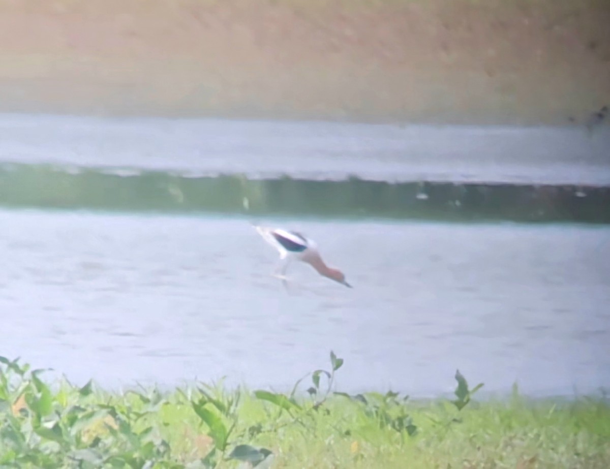 American Avocet - Don Gorney