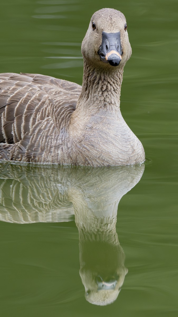 Tundra Bean-Goose - Nathaniel Dargue