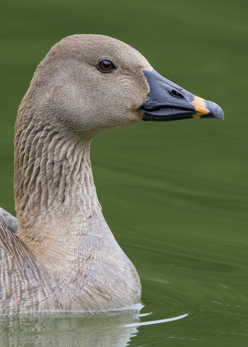 Tundra Bean-Goose - Nathaniel Dargue