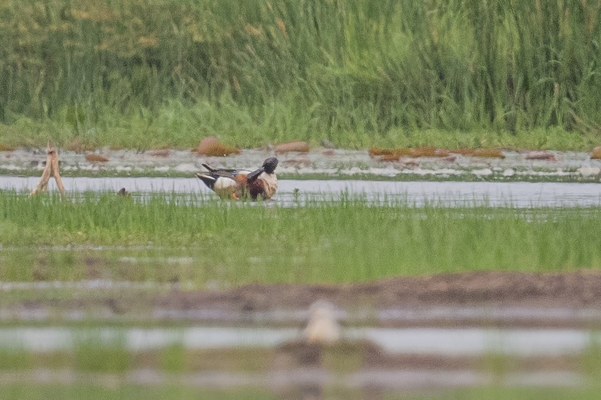 Northern Shoveler - Ngoc Sam Thuong Dang